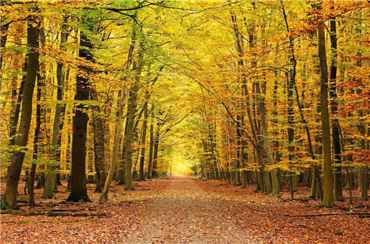 申請(qǐng)移民德國(guó)，德國(guó)移民有什么好處？